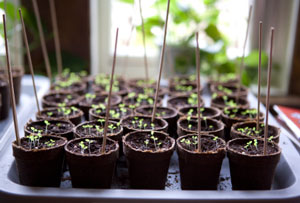 4 Steps To Figuring Out When To Start Seeds Indoors