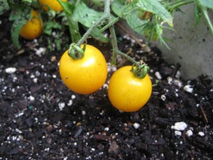 Recipes Using Very Tart Tomatoes