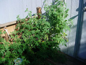 Is My Tomato Plant a Patio Plant?