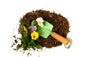 Gardening This Season - What's Hot and What's Not
