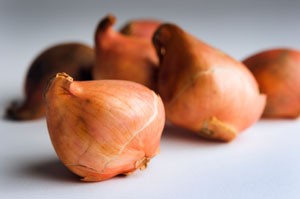 Planting Bulbs In The Spring