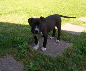 What Breed Is My Dog? (Pit Bull Mix)