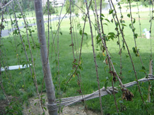 Weeping Cherry Tree Has Brown Leaves