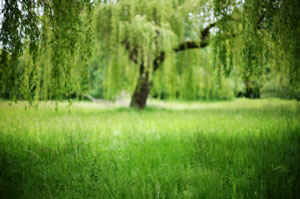 Growing a Tree from a Willow Cutting