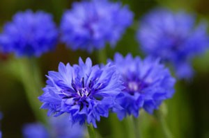 Advice For Growing Cornflowers