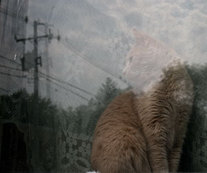 Goko The Cat