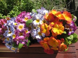 ThriftyFun's Office Primroses