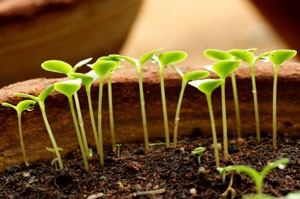 8 Signs Your Seedlings Are In Trouble