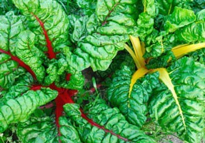 Growing Vegetables in the Shade