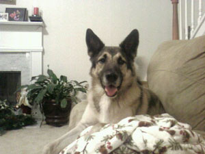 What breed is my dog? (German Shepherd and Malamute Mix)