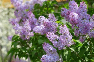 Rooting Lilac Bushes