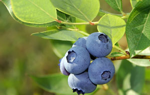 Planting Blueberry Bushes