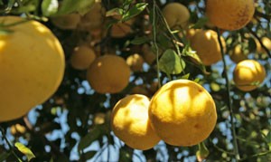How Do You Start Grapefruit Seeds?