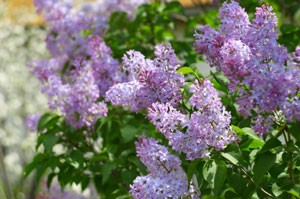 Planting Lilacs In Sandy Soil