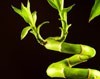 Transplanting "Lucky Bamboo" Outside