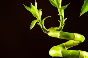 Transplanting "Lucky Bamboo" Outside