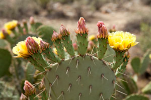 Starting Cactus From Seeds