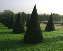 These Thujas have been pruned into near perfect cones.