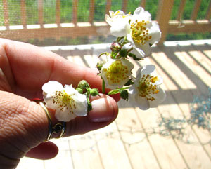 What is this flower?