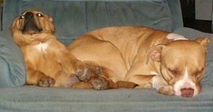 Baby Girl (Pit Bull) and Sweetie Pie (Pit Bull/Rock/Lab/Blue Heeler)