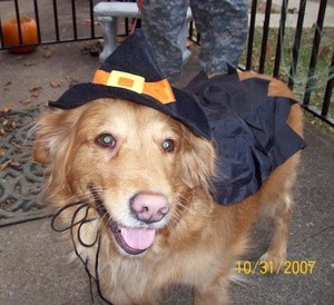 Bobbie (Golden Retriever)