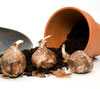 Transplanting Bulbs