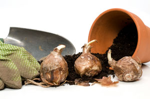 Transplanting Bulbs