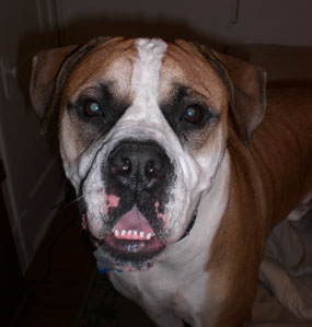 Dog Is Aggressive After Owner Died 
