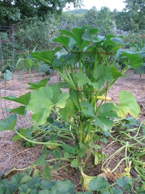 Caged Squash