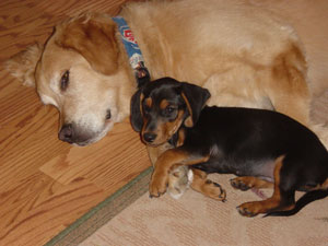Stop dog from digging holes in carpet