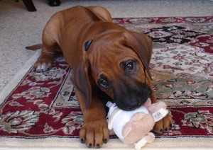 Cooper (Rhodesian Ridgeback)