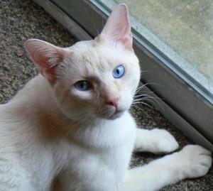 Crede (White Siamese)