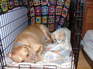 Dog Afraid of Crate