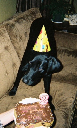 Ellie (Labrador Retriever)