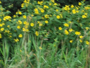 What Are These Flowers?