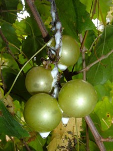 White Substance On Grapevines