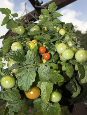 Growing Vegetables in Hanging Baskets
