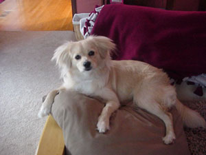 Homemade Dog Food Recipes