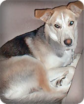 What Breed Is My Dog?