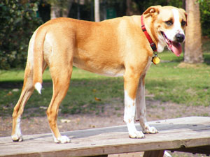 What Breed Is My Dog? (Boxer Mix)