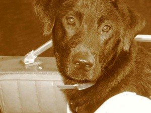 Lady (Black Lab)