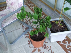 Struggling Lemon Tree