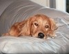 Lilli at 2 (Golden Retriever)