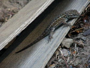 What Kind Of Lizard Is This? (Western Fence Lizard)