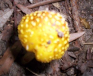 What is this mushroom?
