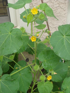 What Is This Plant?