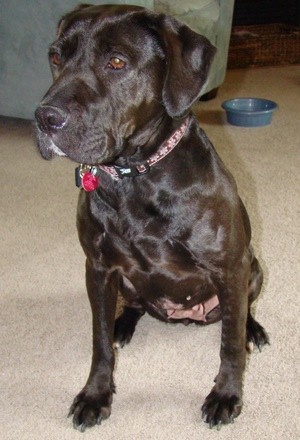 Paige (Lab Mix)