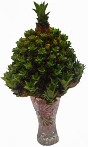 What Is This Plant? (Pineapple Plant?)