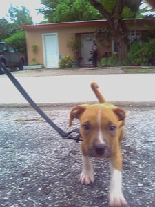 Is My Pit Bull Blue Fawn?