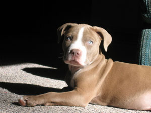 Growling Pitbull Puppy